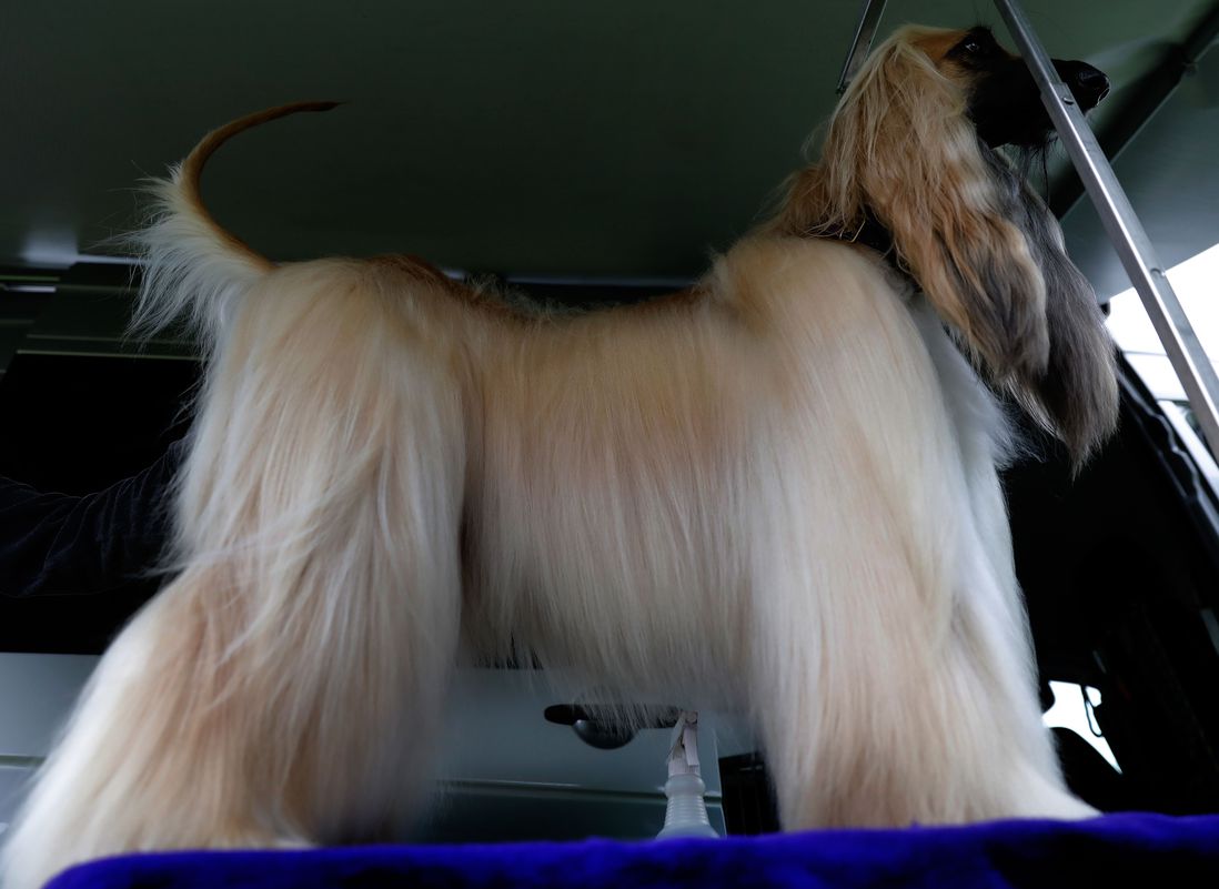 The Afghan Hound is showing off their tremendously beautiful coat.